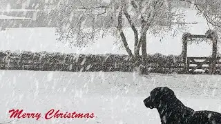 ~ Wishing you & your Family a MERRY CHRISTMAS  ~ from Bill + Mary Hillmann ~