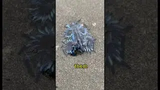 Blue Sea Dragon: Beauty and Complexity in the Ocean  #nature #animals #seacreatures