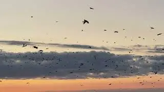Rare Aerial View of Fish Crows Streaming Into a Winter Roost!