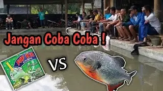 UMPAN BAWAL ANDALAN DI PAKAI LAGI ! Cuma 1 Jam Tapi Bikin Rusuh😂🙏