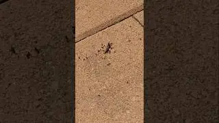 Ant army attacks a worm&mdash;unbelievable 🐜🐛 #animals #fighting #shorts #viralvideo #vlog #viral #worms
