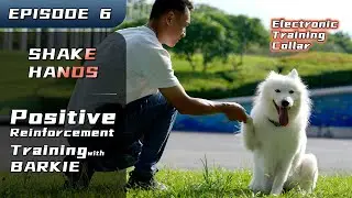 Teach your dog to shake hands like a gentleman
