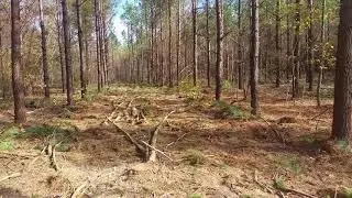 Pine Thinning (Completed Harvest)