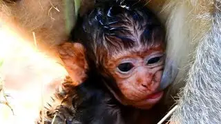 Newborn Baby Monkey Lucas Feeding Milk | Mom Leyla Give More Much Feeding | Monkey Crying