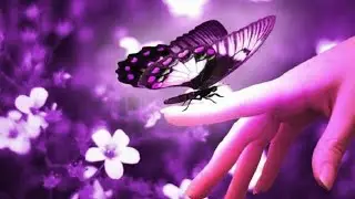 Happy morning 🌈Butterflies🌈oh butterfly Good morning whatsapp status video, pls 👍subscribe