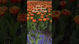 Part 3 #tulip #festival #ottawa #canada #flowers #may2024 #laniwonderwoman #lanibacalzo