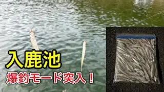 【入鹿池】ワカサギ爆釣モード突入！1日で〇〇〇匹釣った結果…