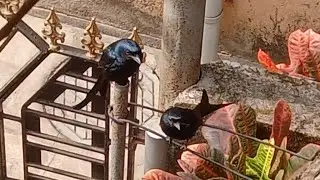 Black dong bird's