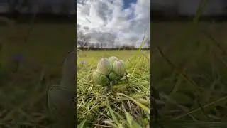 Gemmula vernalis: Ambulatory bud mimic with a rapid-bloom mechanism