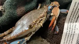 What Panacea blue crab harvesters predict the industry will look in the future