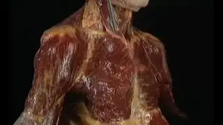 Clavicle #upper limb 