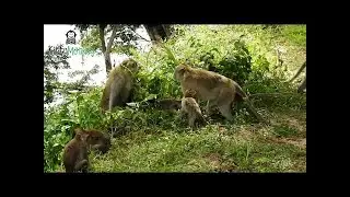 OMG Group Monkey Amber attack Group monkey Amari,Amari group some go seperate
