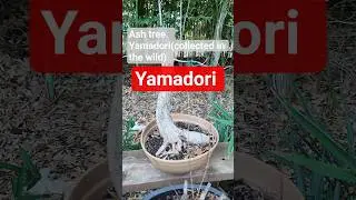 my ash tree collection.  #yamdori #zen #bonsai #zenlife #chill #pottedplants #garden #plantlife