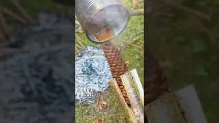 Survival Skills: Torch Made From Only Natural Materials #survival #bushcraft #camping #lifehacks