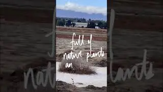 Humans of Save The Bay | It Shows Resilience