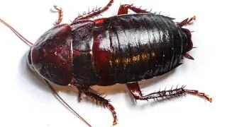Amazing cockroach  and Cute Pets Compilation,cockroach sound,Pet animals #insects #animals #shorts