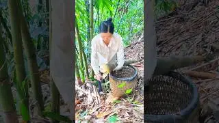 Harvesting Moso bamboo shoots: Crisp, tasty, and healthy seasonal treat