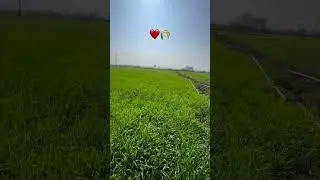 गेहूं #farmerstruggle #farming #farmingtraditions #nature #shorts #ytshorts #viral #youtubeshorts