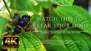 Cinematic Nature video for Mental Peace | Escape into the Wild 4K High quality.