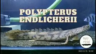 Polypterus Profile : Endlicheri/Saddled Bichir (Ikan Palmas Endlicheri)