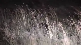 Rare footage of an Aardwolf with young at Marrick Safari in South Africa