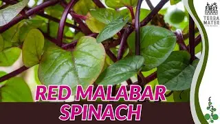 Red Malabar Spinach (Basella rubra): Heat-Loving Climbing Green with Striking Red Stems