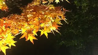 Solo trip  to Northern Kyoto to see Autumn Leaves 2021 11 23