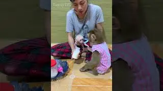 Loving Caregiver Feeding Baby Monkey 🍼🐒 | Heartwarming Family Moment