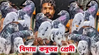 শরীফ দার টেডি কবুতর থেকে বিদায়।TEDDY KABUTOR LOFTS SALE।@pigeonsloverrj9600