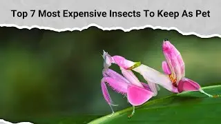 Top 7 Most Expensive Insects To Keep As Pet