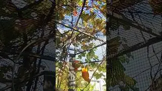 Sun conure| Sahid birds Breeding Farm | #trending #shorts