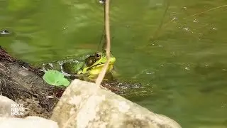 Frogwatch USA: citizen scientists monitor local frog populations