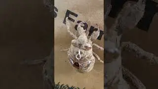 Cicada Molt I Cicada Exoskeleton #shorts