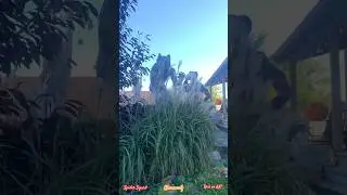 Big Bad Werewolf 😱 Real or AI? Halloween Moon Transformation 🌕 #shorts #spidersquad #werewolf