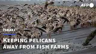 Hungry pelicans get free lunch as part of Israel project | AFP