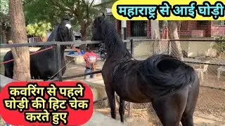 कवरिंग से पहलें घोड़ी की हिट चेक करते हुए