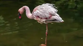Why do Flamingos Stand on One Leg?