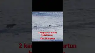 2 kangal malaklı ve 1 kurtun boğuşma anı yer Erzurum #kurt #kangal #kurtvskangal #kangalkurtkavgası