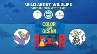 Wild About Wildlife / Color Our Ocean Week / Day 1 Estuary Explorations