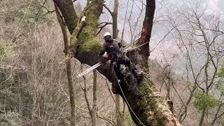 トチノキ大径木伐採　Large horse chestnut tree felling   