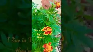 Dollar Tree Seeds are blooming... ❣