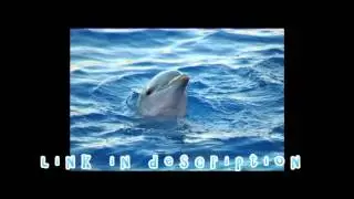 Non-Copyrighted Animal Wallpaper #4