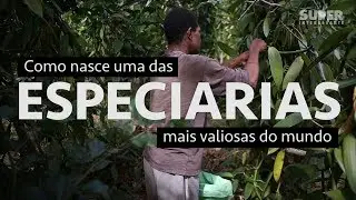 O verdadeiro preço da baunilha - parte 1