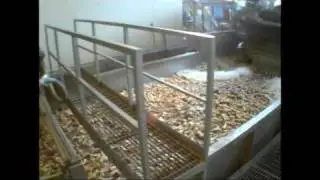 Parsnip Harvest & Processing