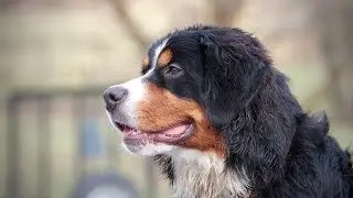 Board & Train Your Dog - Progress Report Example
