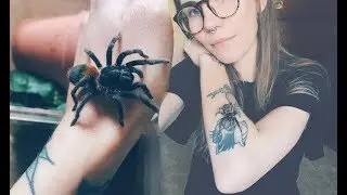 All my smol DWARF TARANTULAS