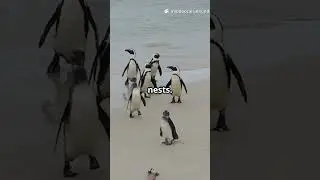 5 Cool & Unique Facts About Penguin You Didn't Know