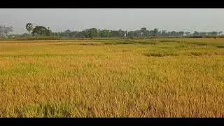 Goldend View Rice field in Cambodia