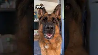 He definitely has my attitude 🤣 #dog #viral #germanshepherd #gsd #trending #shorts #funny #baby