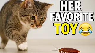 Miss Meow Messi Playing Cockroach Football 😂🐾 #cats #cute #funny 